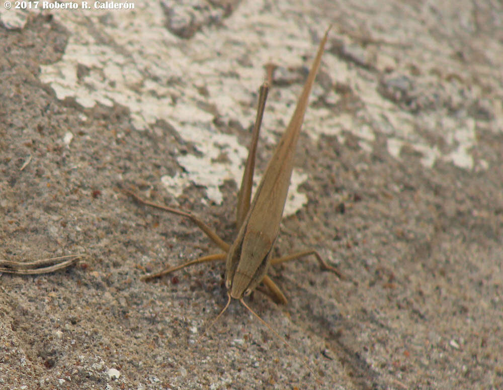 Image of Broad-tipped Conehead