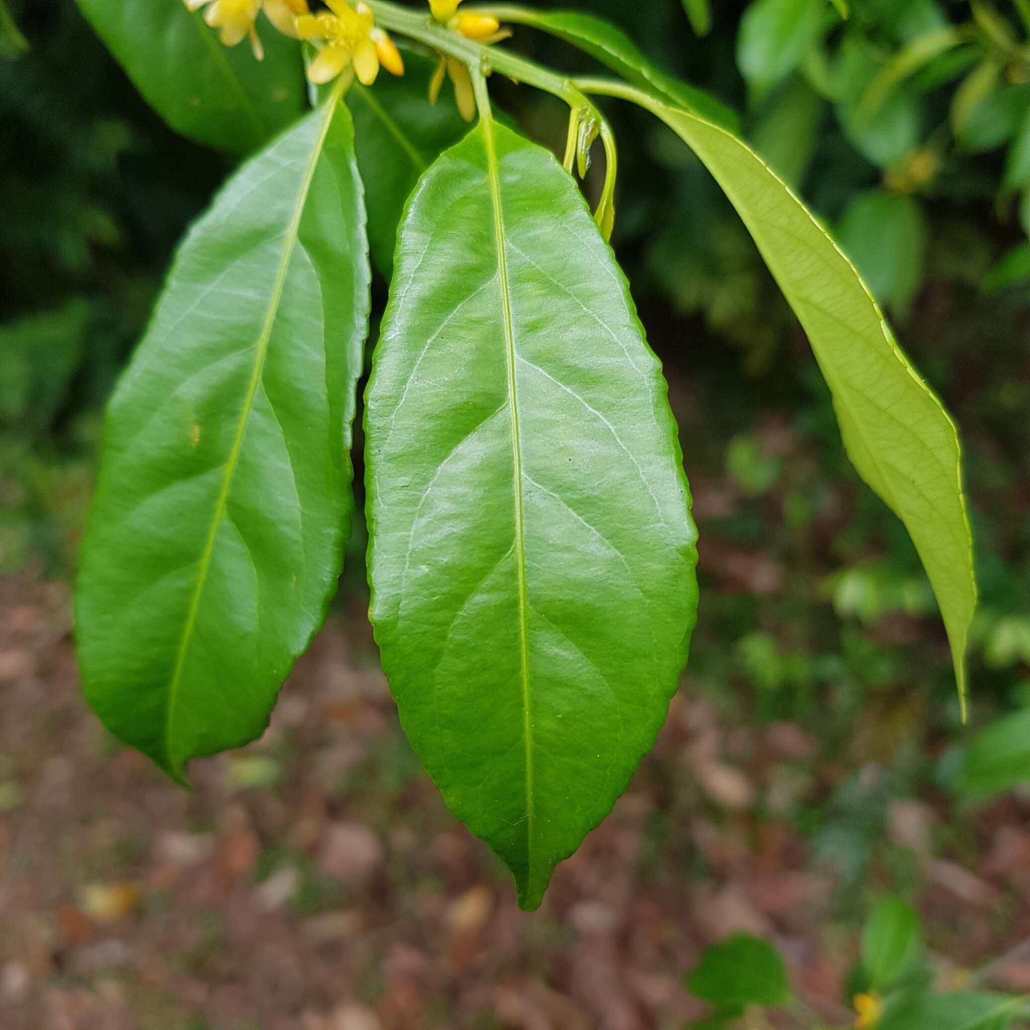 Imagem de Indorouchera griffithiana (Planch.) Hall. fil.