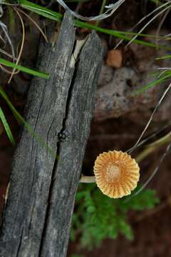 Image of Heliocybe