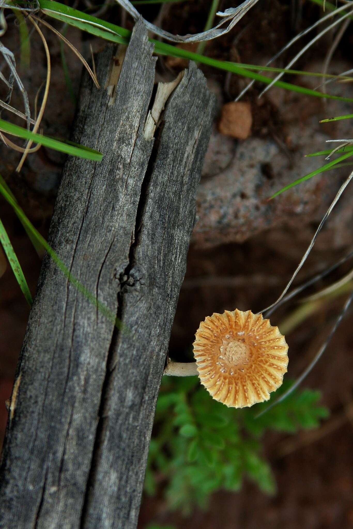 Heliocybe resmi