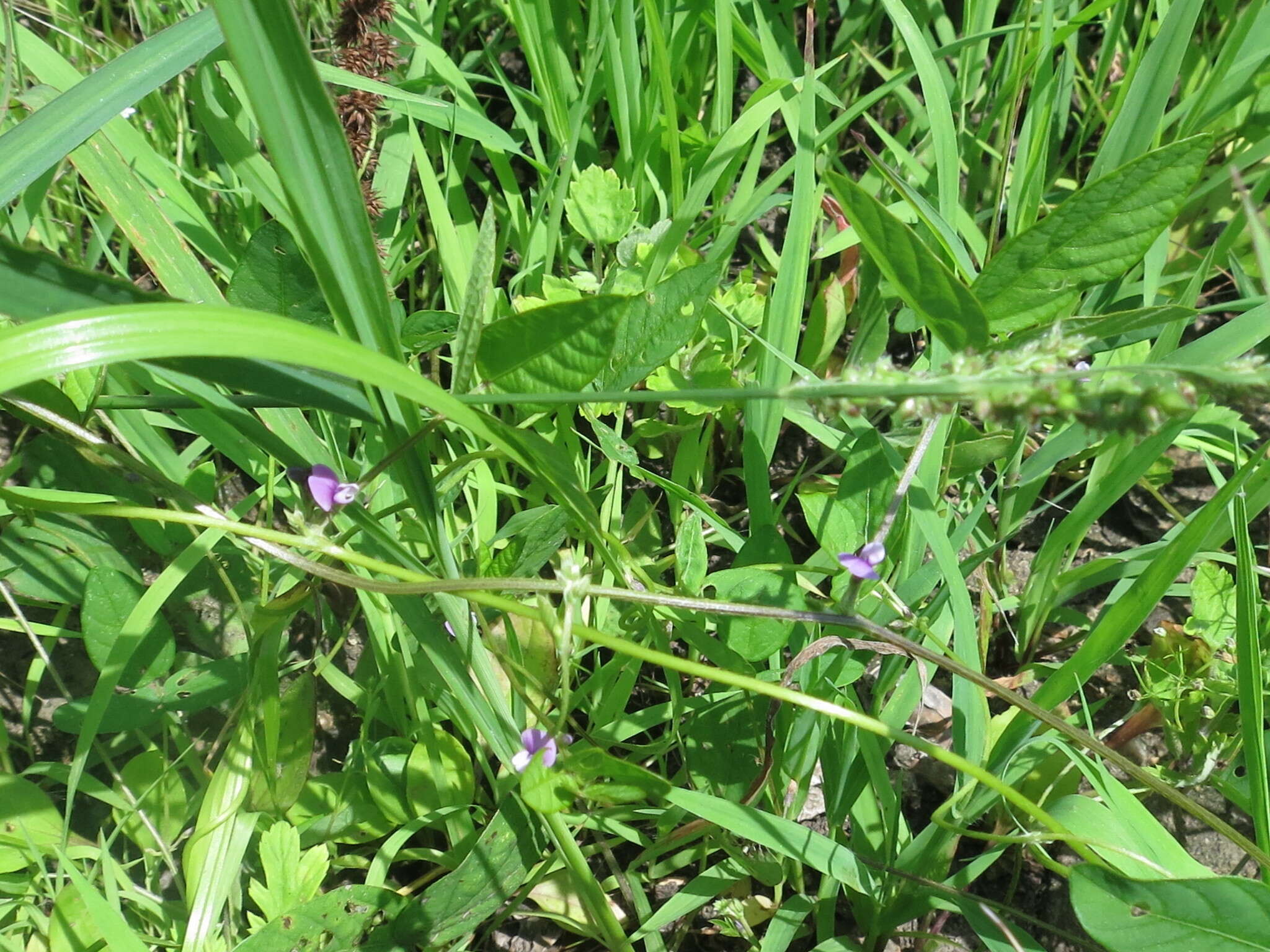 Image of Glycine max subsp. soja (Siebold & Zucc.) H. Ohashi