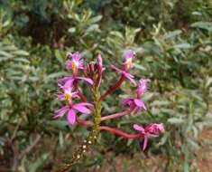 Image of Epidendrum arachnoglossum Rchb. fil. ex André