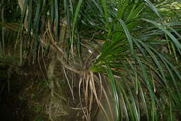 Freycinetia banksii A. Cunn. resmi