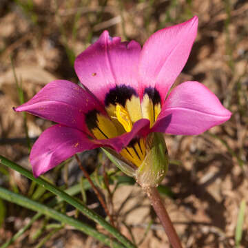 Image of Romulea subfistulosa M. P. de Vos