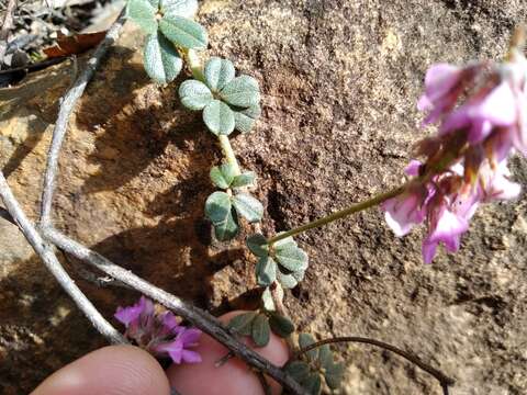 Imagem de Indigofera mauritanica (L.) Thunb.