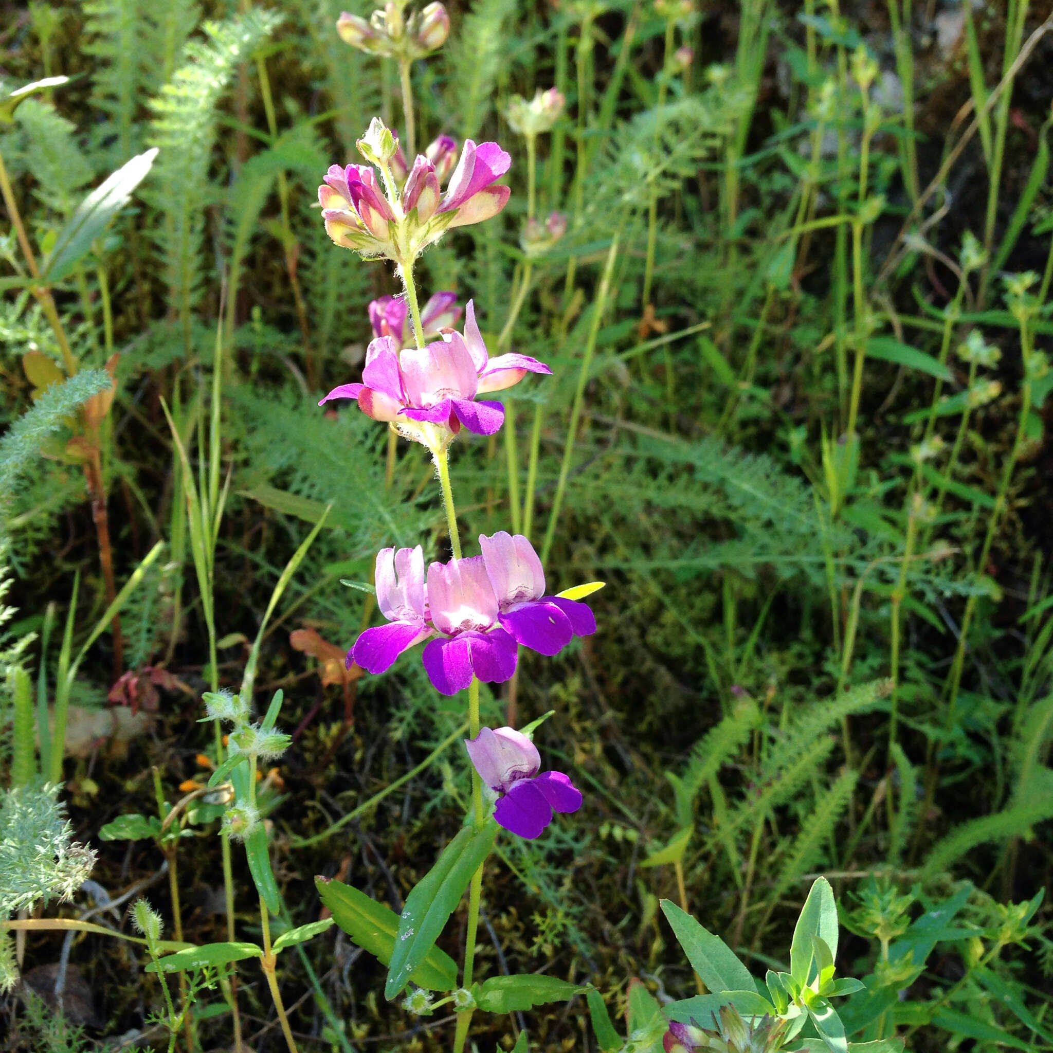 صورة Collinsia heterophylla Buist ex Graham