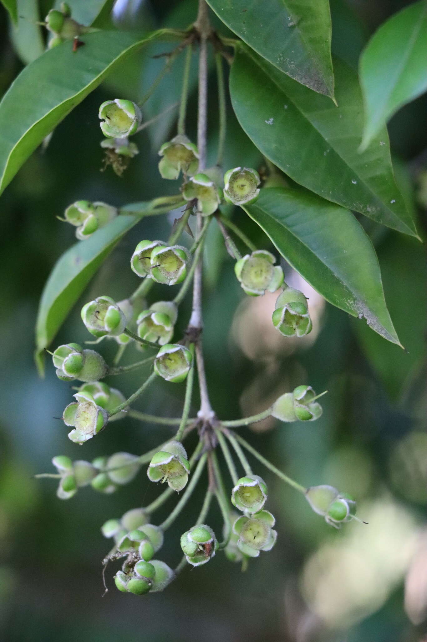 Imagem de Myrcianthes pungens (Berg) C. D. Legrand