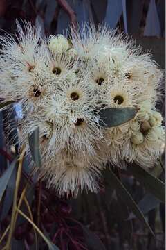 Image de Eucalyptus sideroxylon subsp. sideroxylon