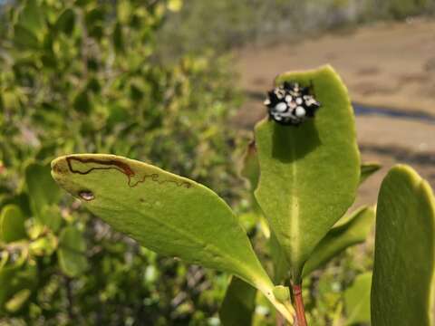 Image of Spiny orb-weavers