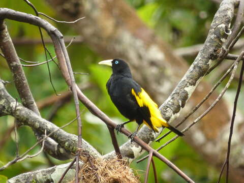 Image of Yellow-rumped Cacique