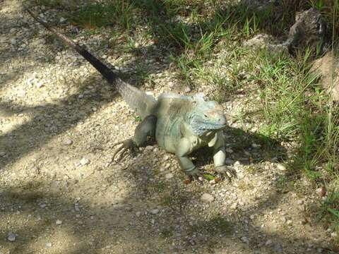 Plancia ëd Cyclura lewisi Grant 1940