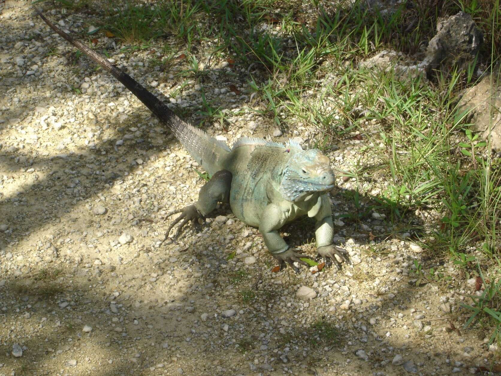 Image of Blue Iguana