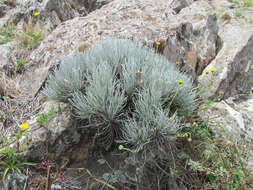 Image of Plantago bismarckii Nederl.