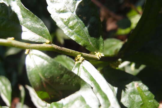 Image of Pellionia scabra Benth.