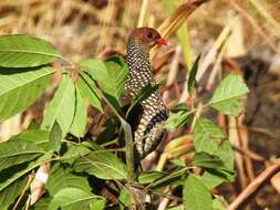 صورة Patagioenas speciosa (Gmelin & JF 1789)