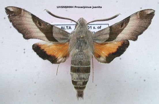 Image of <i>Proserpinus juanita</i> (Strecker 1876)