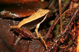 صورة Mantidactylus melanopleura (Mocquard 1901)