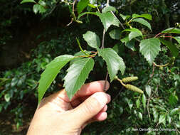 Image of Alnus acuminata subsp. glabrata (Fernald) Furlow