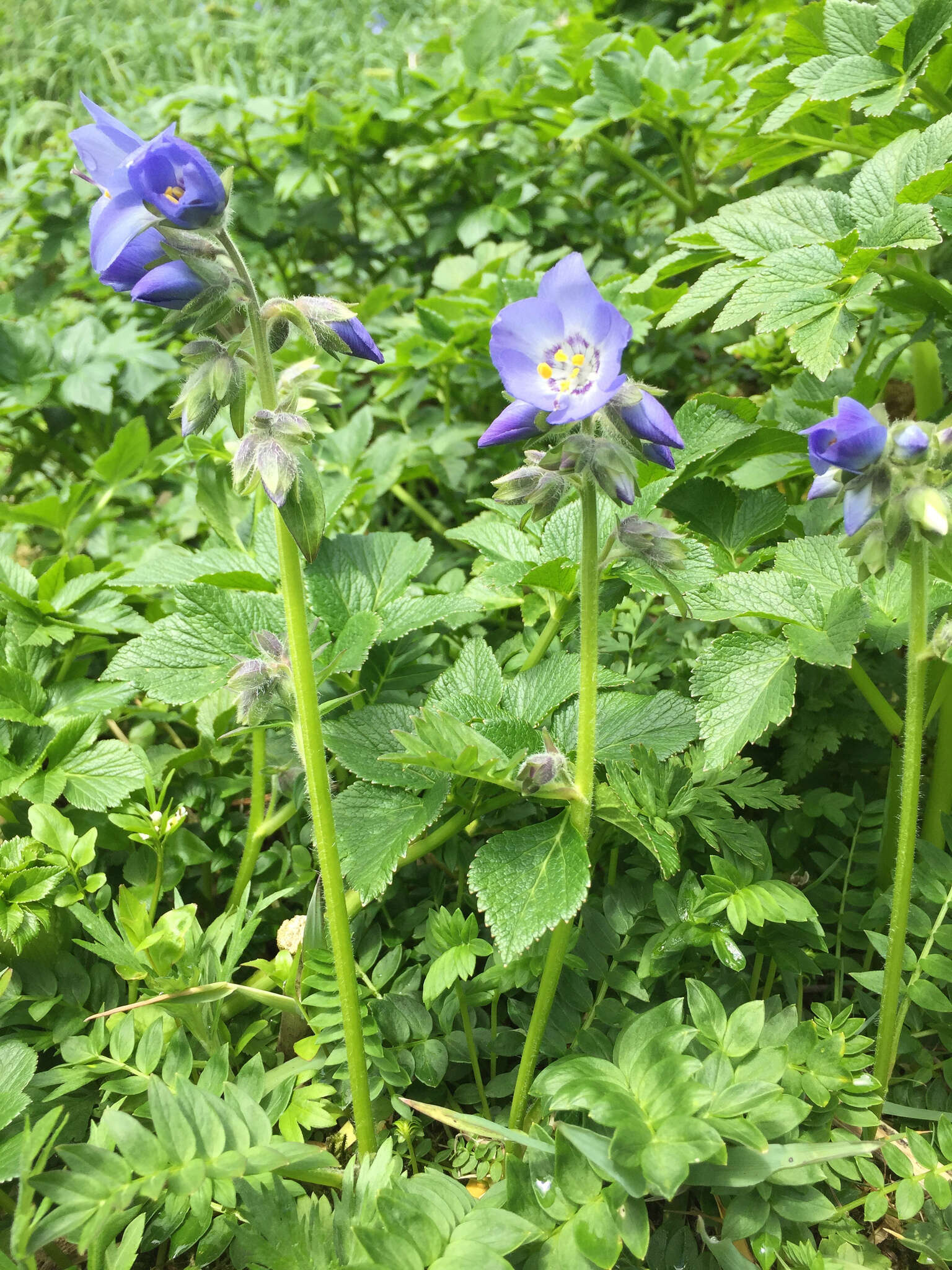 Слика од Polemonium acutiflorum Willd. ex Roem. & Schult.