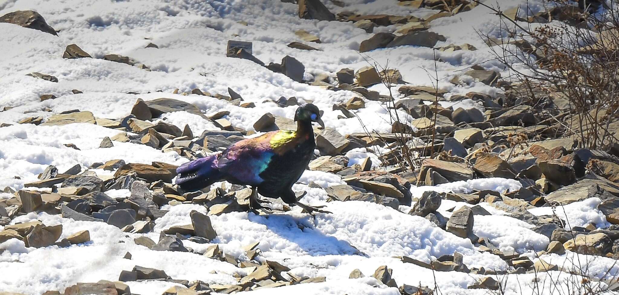 Imagem de Lophophorus lhuysii Geoffroy Saint-Hilaire & A 1866