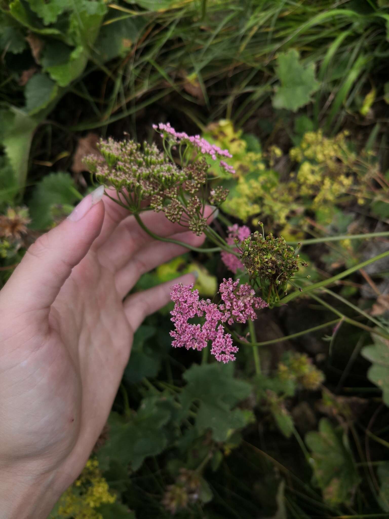 Image of Pimpinella rhodantha Boiss.