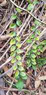 Image of Capparis sarmentosa A. Cunn. ex Benth.