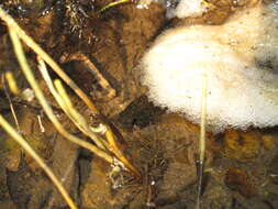 Image of Macropodus hongkongensis Freyhof & Herder 2002
