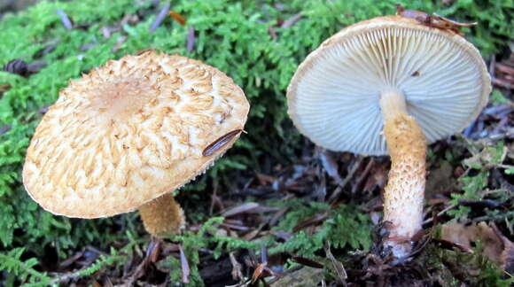 Image of Leucopholiota