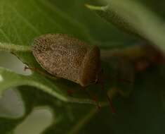 Image of Dendrocoris reticulatus Barber 1911