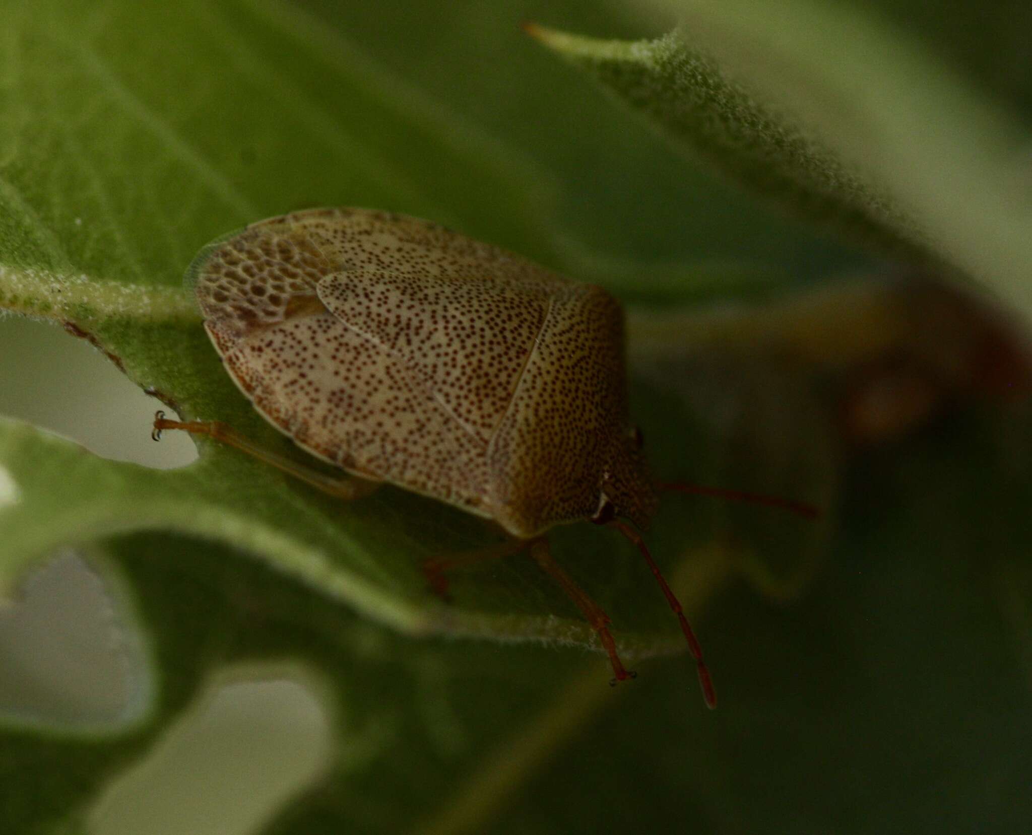 Image of Dendrocoris reticulatus Barber 1911