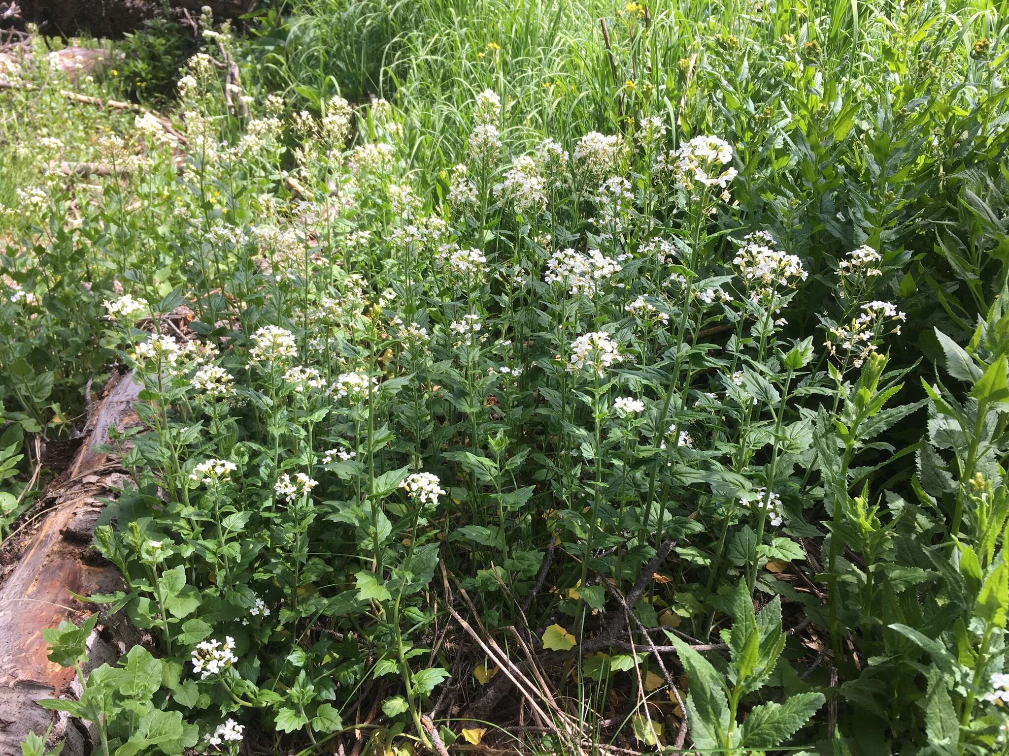 Image of Large Mountain Bittercress