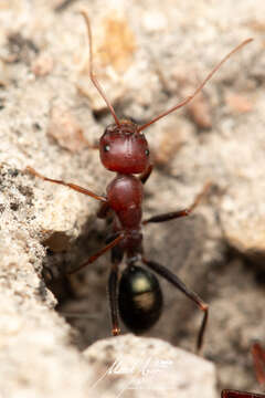 Image of <i>Melophorus rufoniger</i>