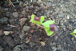 Image of Four-leaved Sorrel