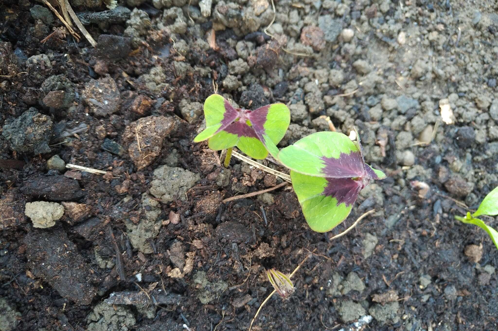 Image of Four-leaved Sorrel