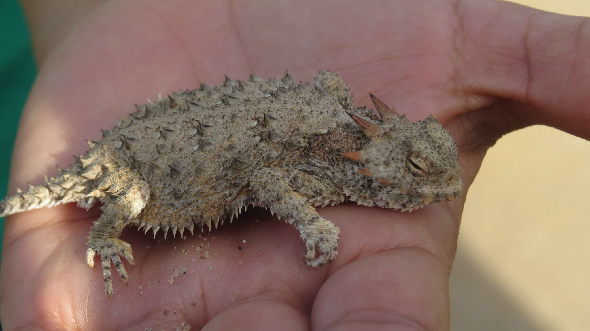 Image of Cedros Island Horned Lizard