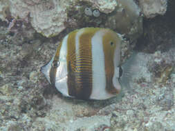 Image of Coralfish