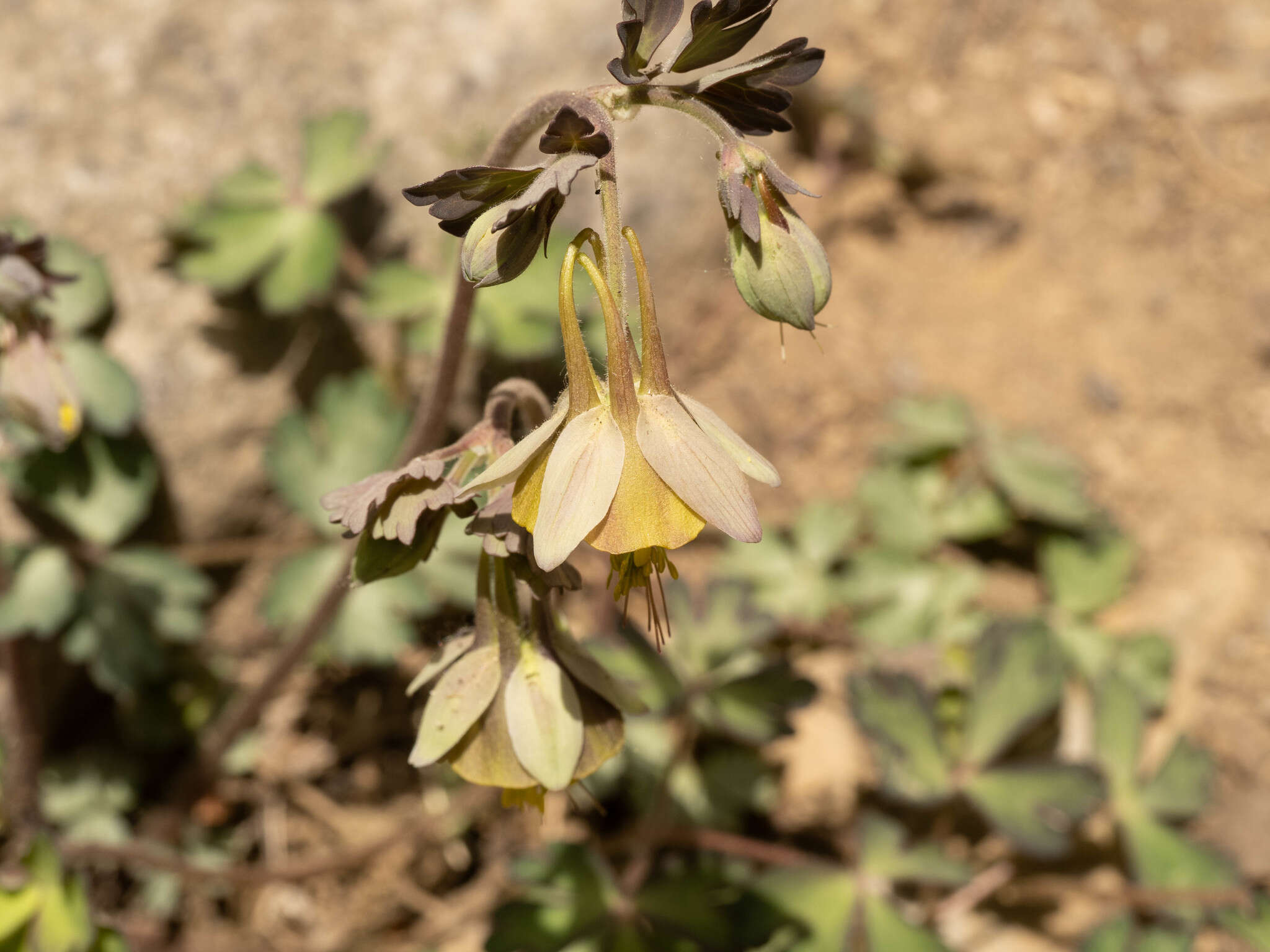 Image of Aquilegia viridiflora Pall.