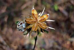 Image of Poeppig's rosemallow