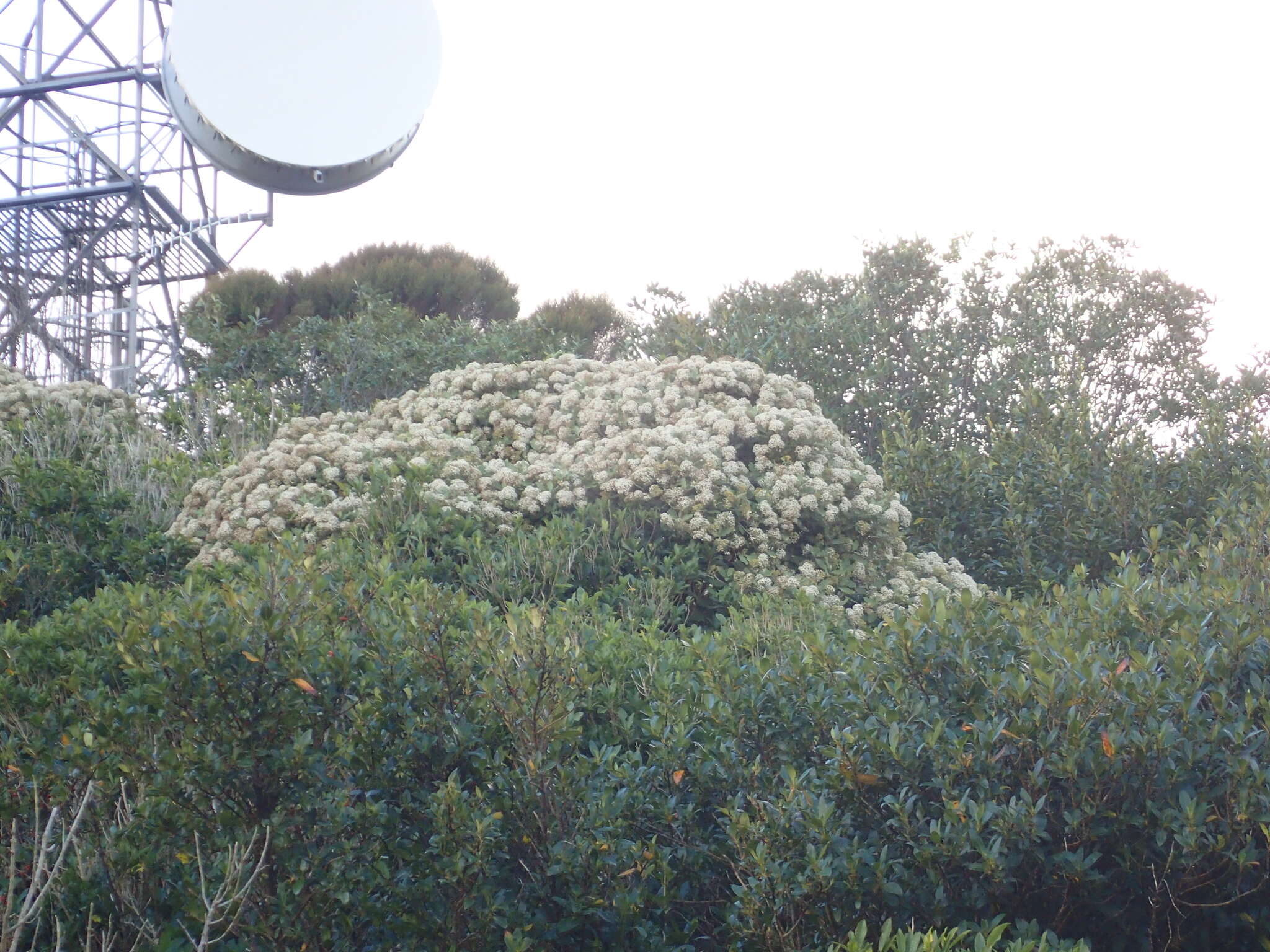 Image de Olearia albida var. angulata (T. Kirk) Allan