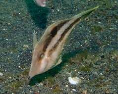 Image of Shortsnout filefish