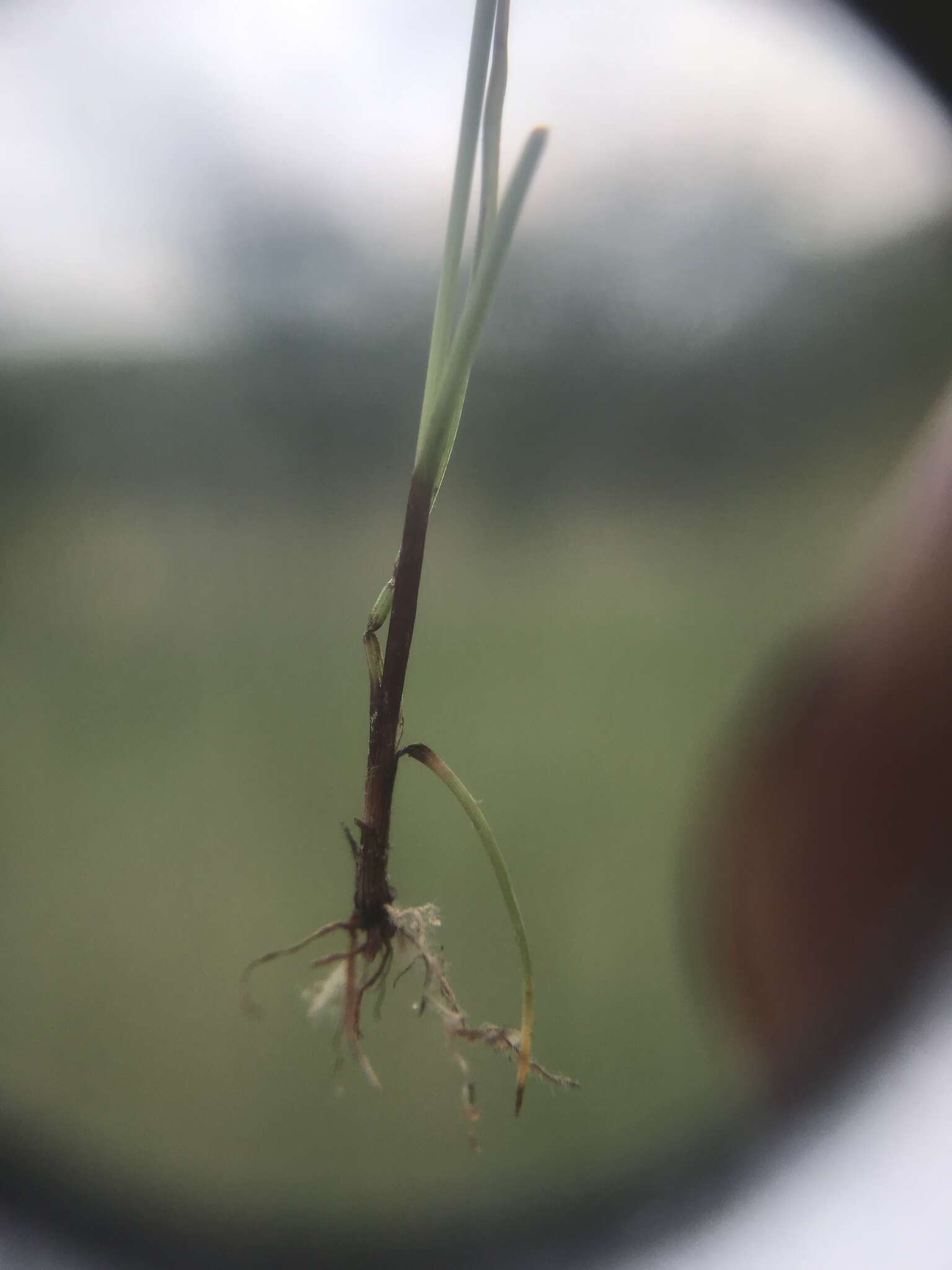 Sivun Cyperus hystricoides (B. Nord.) Bauters kuva