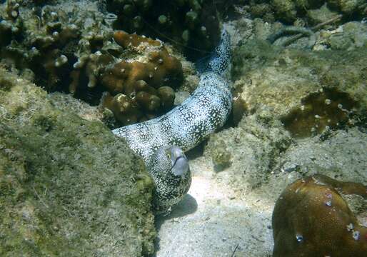 Image of Snowflake moray