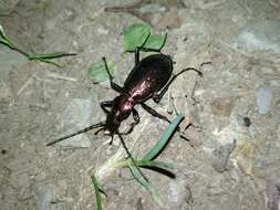 Image of Carabus (Chrysocarabus) rutilans Dejean 1826