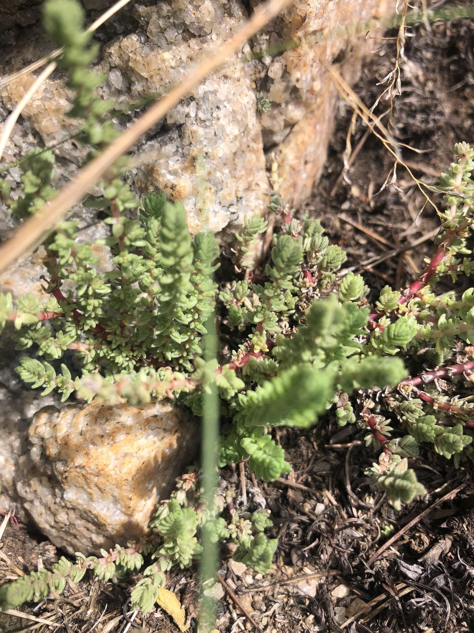 Слика од Crassula lanceolata subsp. lanceolata