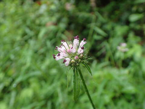 Image of Dipsacus japonicus Miq.