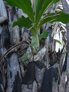 Image of Catasetum fimbriatum (C. Morren) Lindl.