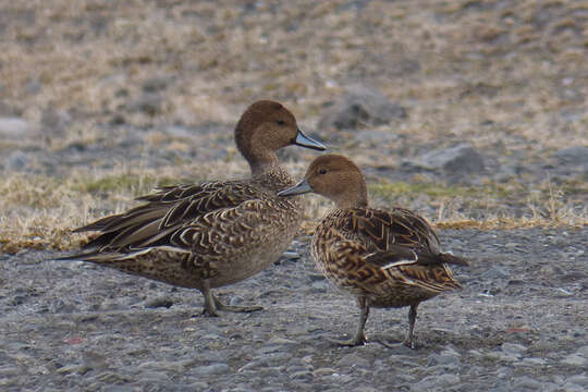 Image of Eaton's Pintail