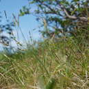 Image of Carex amgunensis F. Schmidt