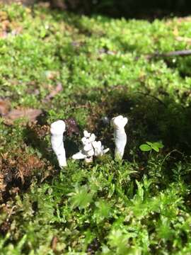 Image of Xylaria cornu-damae (Schwein.) Berk. 1873