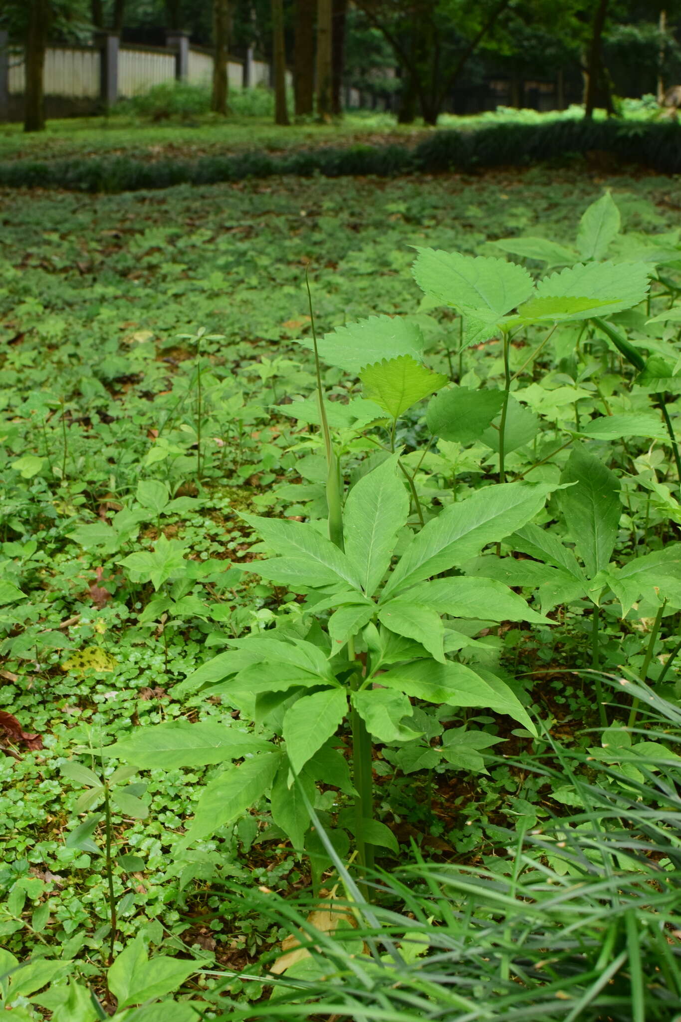 Image of Pinellia pedatisecta Schott